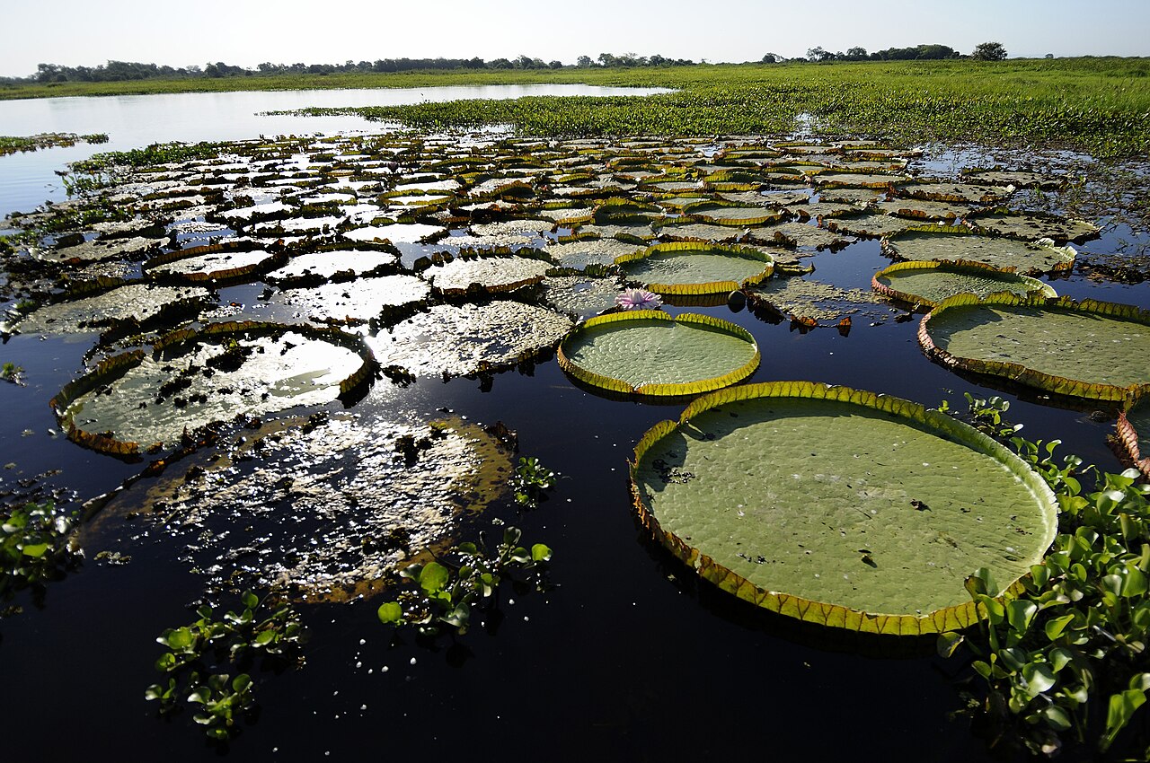 Pantanal