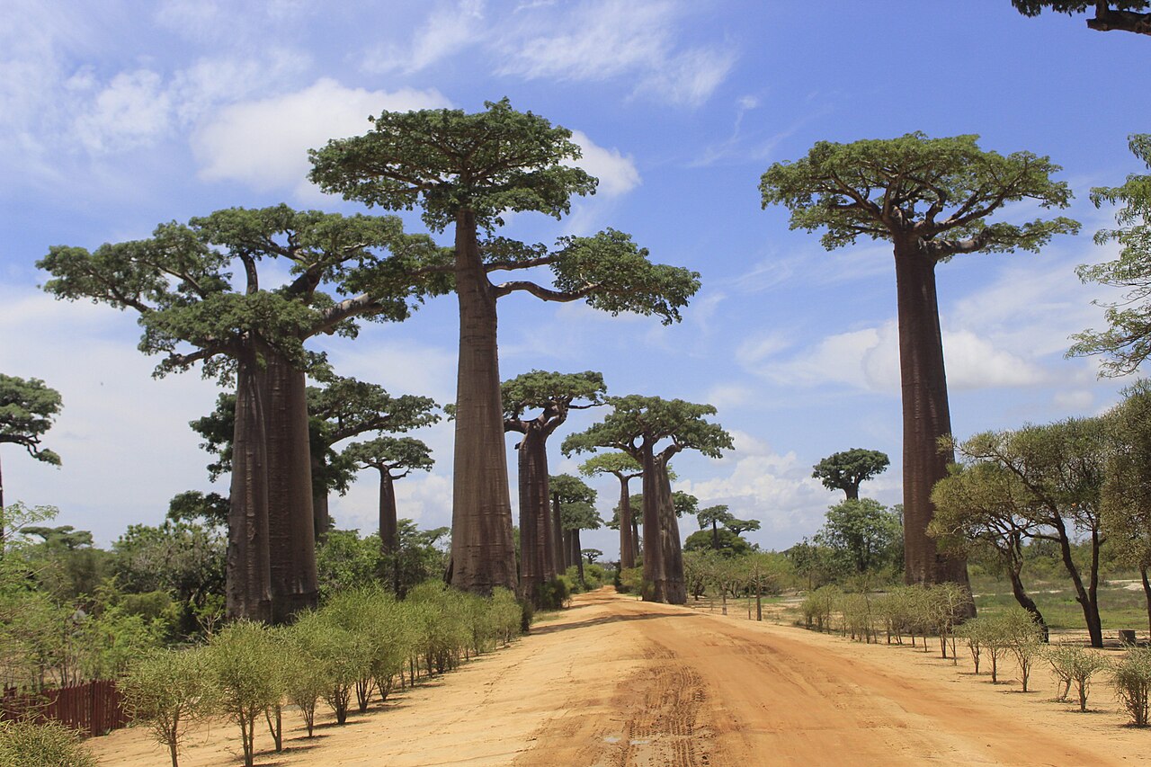 Avenue of the Baobabs