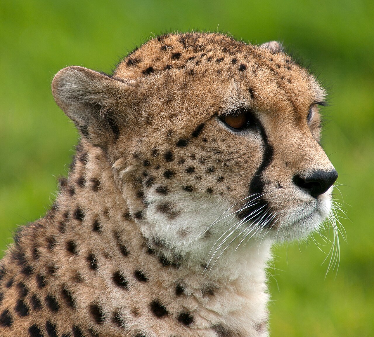 獵豹