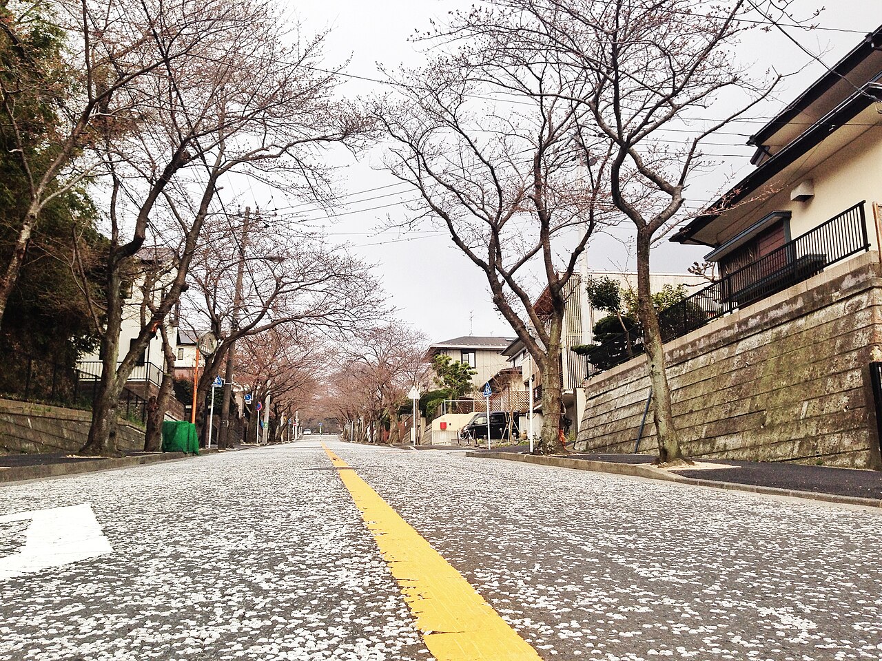 樱花
