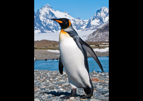 King Penguin