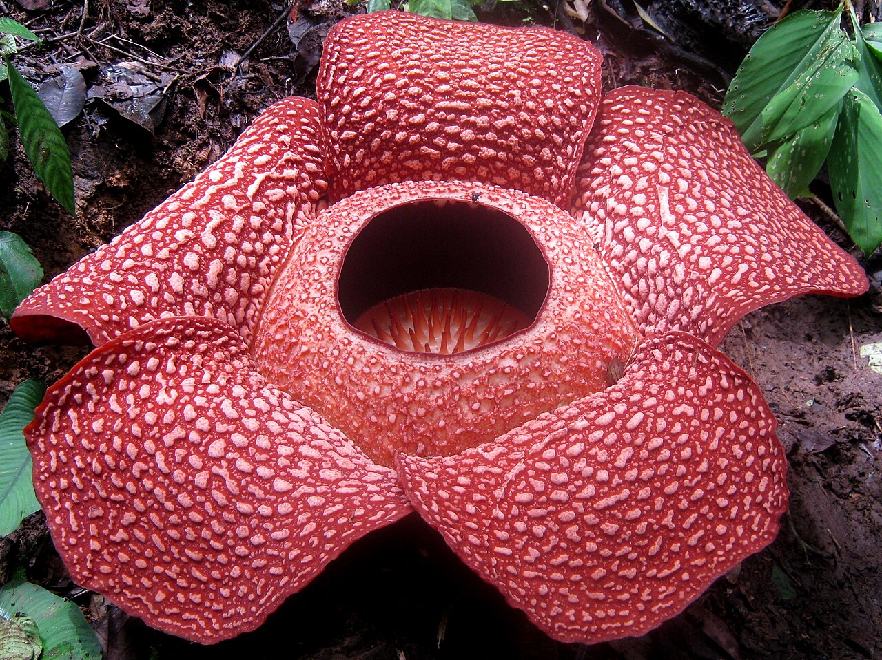 Rafflesia — the Giant Stinky Flower