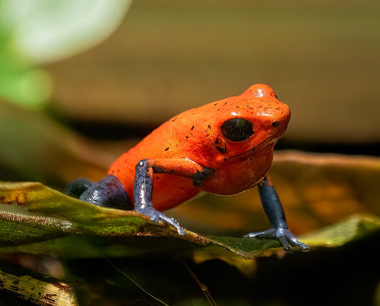 Poison Dart Frog