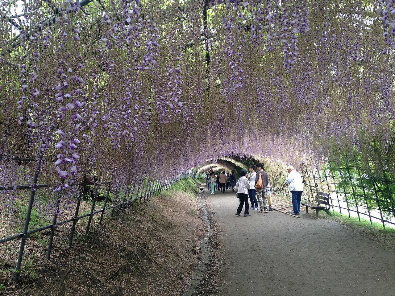 Wisteria Flower Tunnel